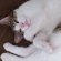 Cat pictures｜眠い…ん!?　それ撮ってる???