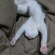 Cat pictures｜こんな格好で眠れるんだもの。
