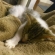 Cat pictures｜…眠い、もうだめ…。