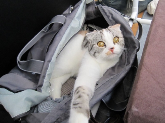 Cat pictures｜にゃんこ in bag①