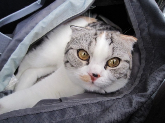 Cat pictures｜にゃんこ in bag②