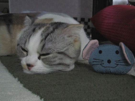 Cat pictures｜ねずみちゃんと寝たニャ