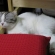 Cat pictures｜いい枕みっけ♪