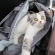 Cat pictures｜にゃんこ in bag①