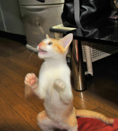 Cat pictures｜オラオラ！かかってこんかい！