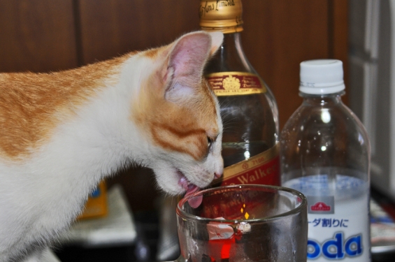 Cat pictures｜お酒はハタチになってから！