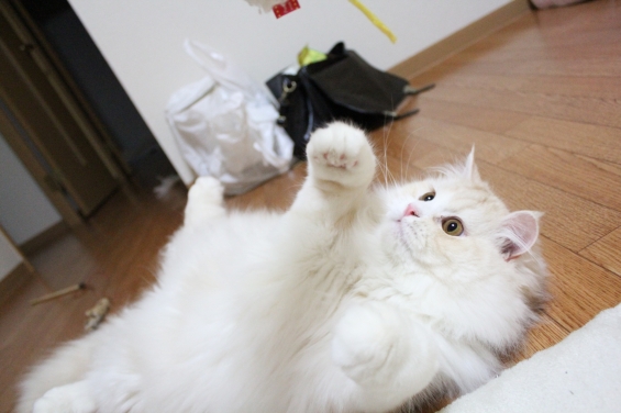 Cat pictures｜遊ぶーーー！