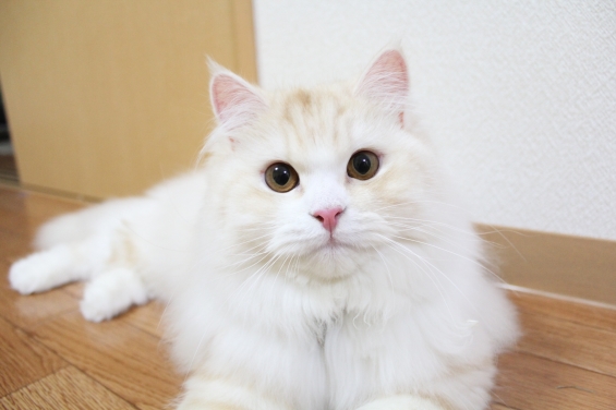 Cat pictures｜キメッ