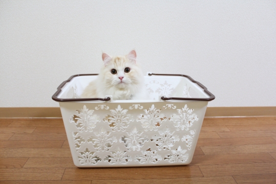 Cat pictures｜洗濯かごに入る猫