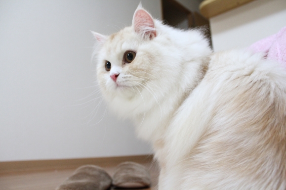 Cat pictures｜ピンクのお鼻♪