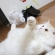 Cat pictures｜遊ぶーーー！
