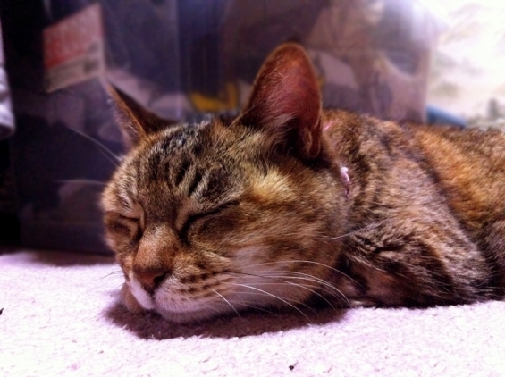 Cat pictures｜ミィコさんの寝顔