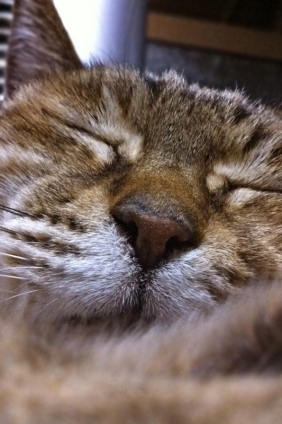 Cat pictures｜お眠中
