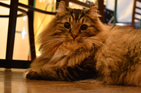 Cat pictures｜カフェの猫さん