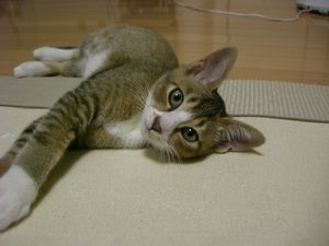 Cat pictures｜あー、疲れたニャー！！