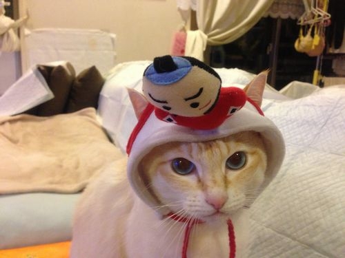 Cat pictures｜イケメン珀ちゃん帽子がよく似合うね！！