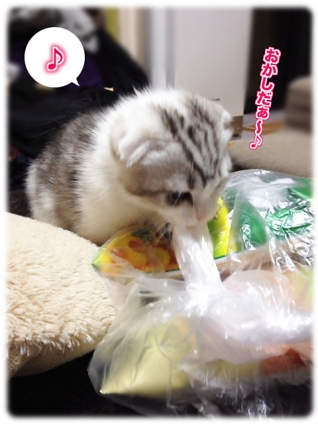 Cat pictures｜お菓子みつけた