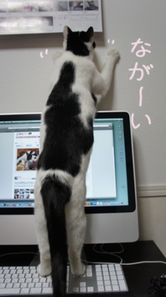 Cat pictures｜なが〜い