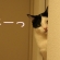 Cat pictures｜熱い視線？