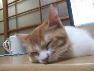 Cat pictures｜暴れ疲れて・・