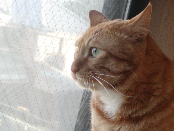 Cat pictures｜窓の外を見つめるふら