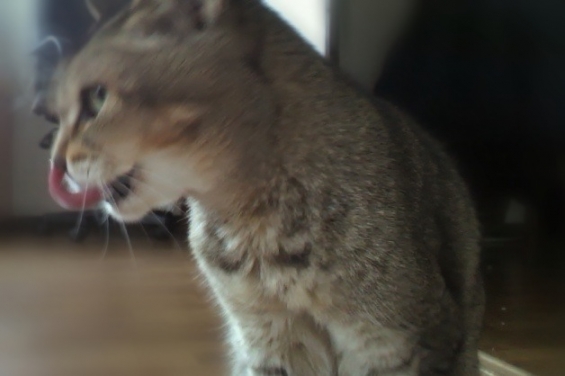Cat pictures｜ペロっと舌が鼻に付いちゃってます。