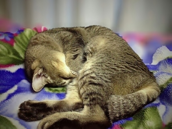 Cat pictures｜ちぃ～ちゃん♪爆睡です。