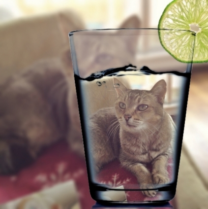 Cat pictures｜インフルで発熱、発汗、水分補給