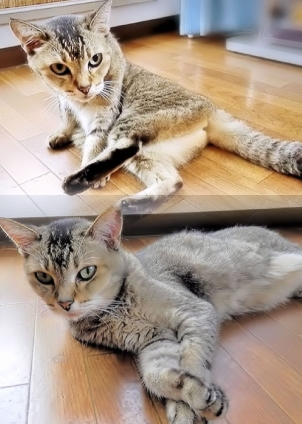 Cat pictures｜ごゆるりとリラックス(=^・^=)