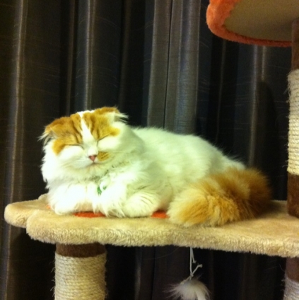 Cat pictures｜幸せ～ッ
