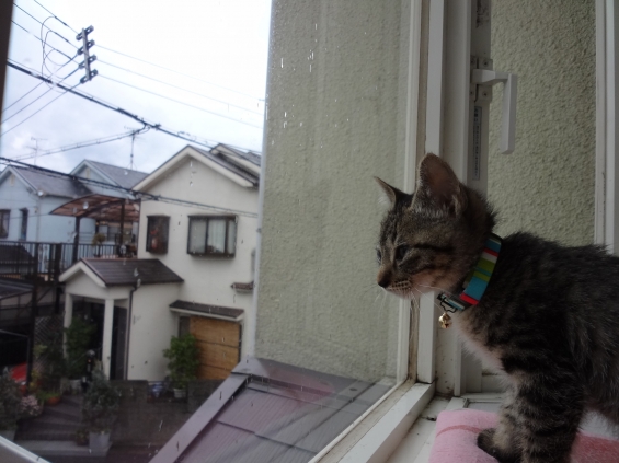 Cat pictures｜外は雨