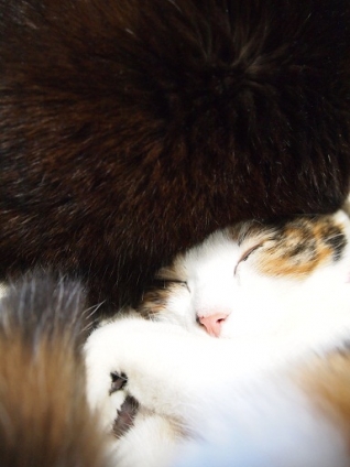 Cat pictures｜ロシアの帽子っぽい。