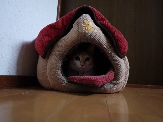 Cat pictures｜巣ごもり。