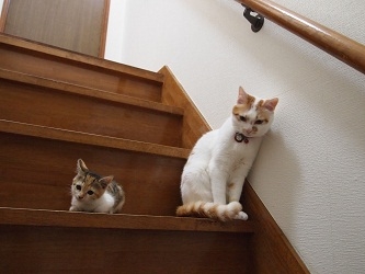 Cat pictures｜大と小。