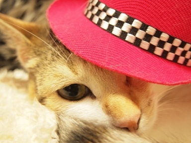 Cat pictures｜秋コレファッション。