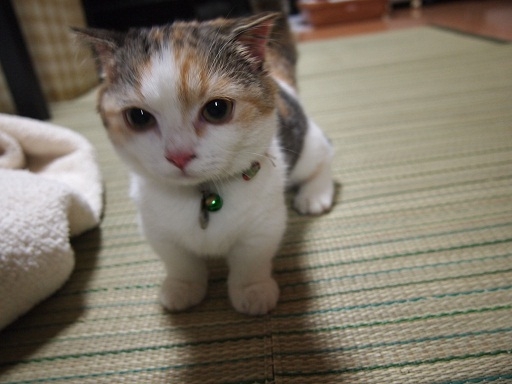 Cat pictures｜怒？