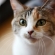 Cat pictures｜シャンプーしてフワフワ！