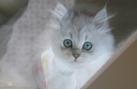 Cat pictures｜言葉のないぐらい素敵な瞳