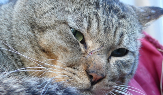 Cat pictures｜近所のボス猫！