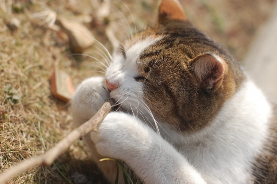 Cat pictures｜ともこさん2