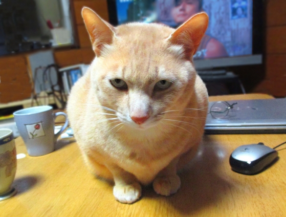 Cat pictures｜怒ってる？