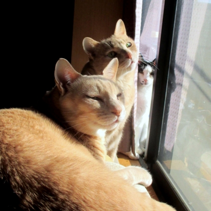 Cat pictures｜窓際でひなたぼっこ