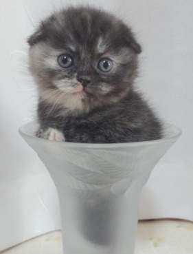 Cat pictures｜花瓶に入っちゃう！