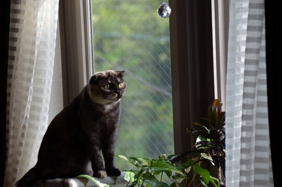 Cat pictures｜窓の外を見つめています