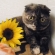 Cat pictures｜ひまわりとピノ