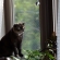Cat pictures｜窓の外を見つめています
