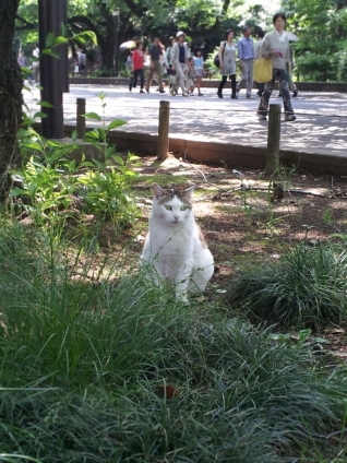 Cat pictures｜緑