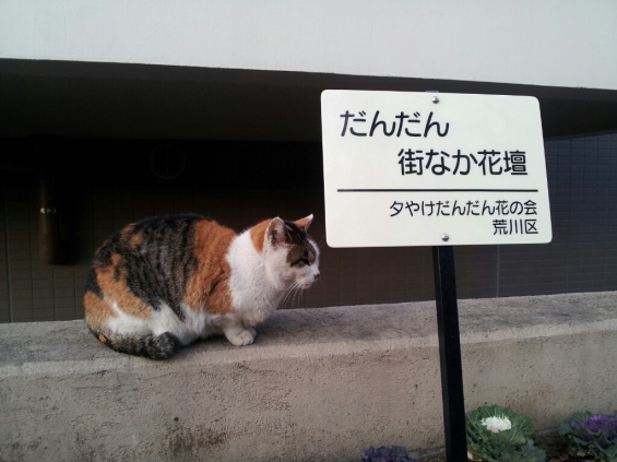 Cat pictures｜看板ねこ
