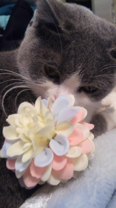 Cat pictures｜ 花といっしょに♡