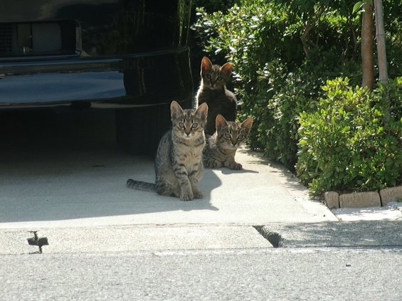 Cat pictures｜三つ子